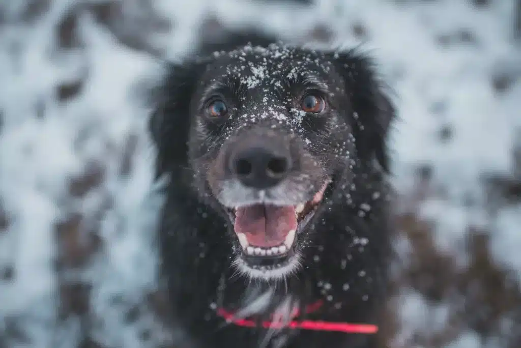 dog teeth