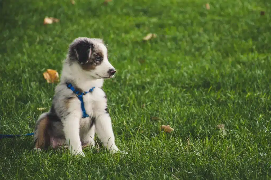 Can dogs eat celery? is celery safe