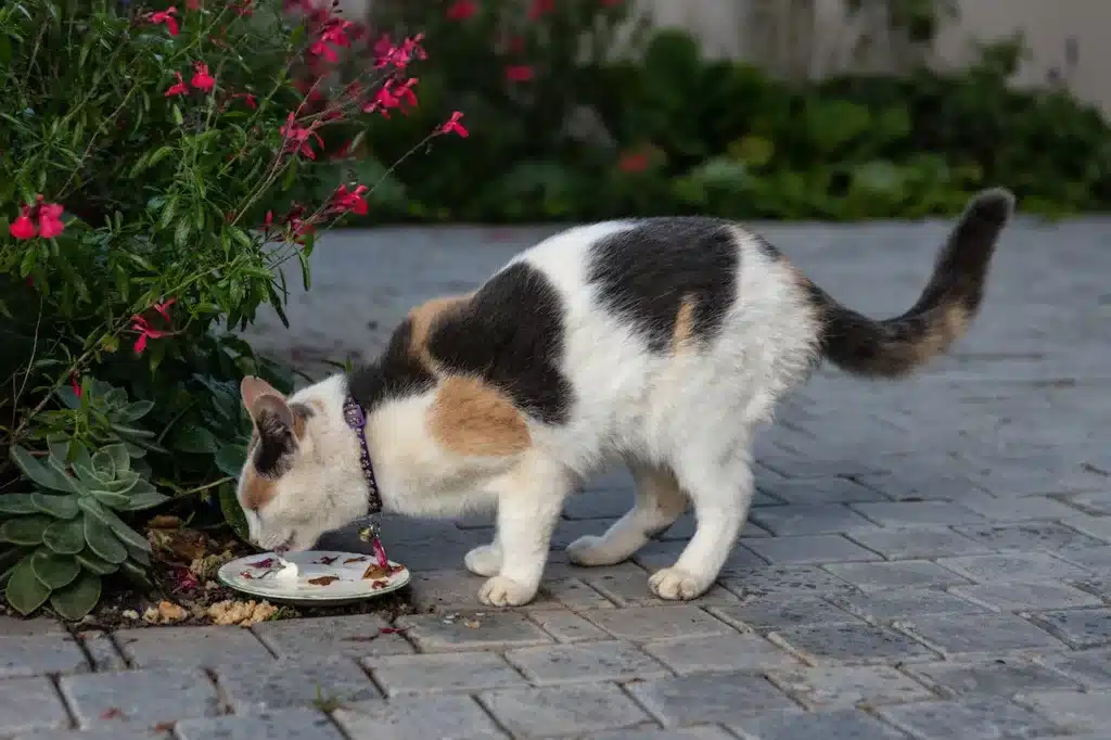 Can cats eat bread