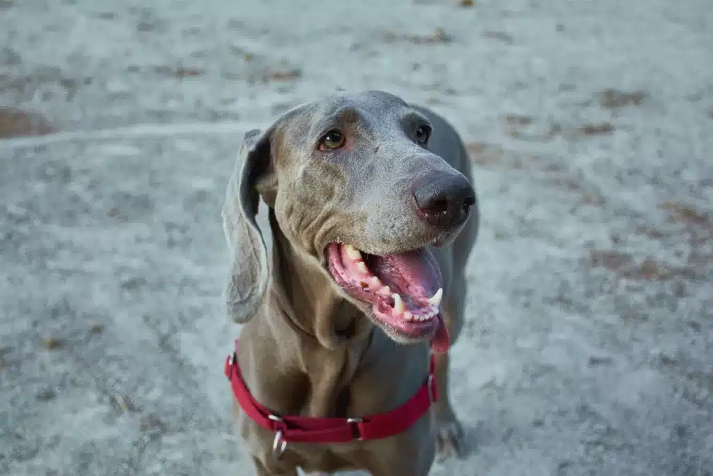 dog showing teeth