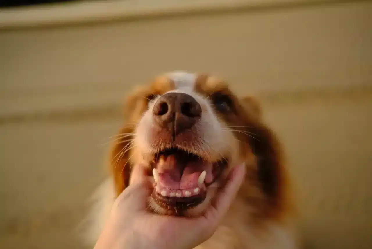 how many teeth do dogs have