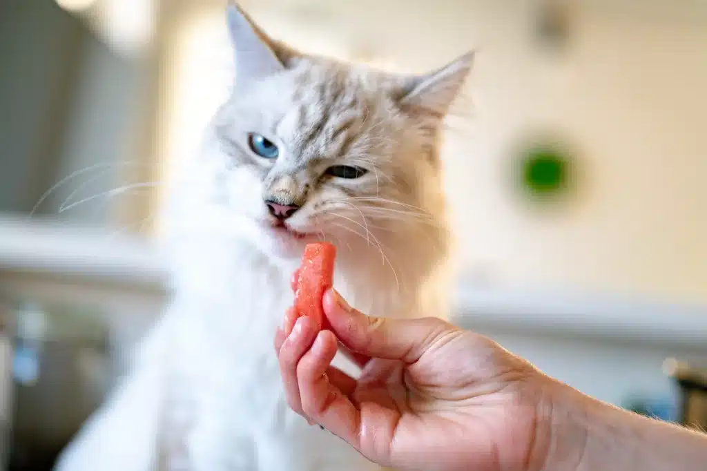 Can cats eat watermelon?