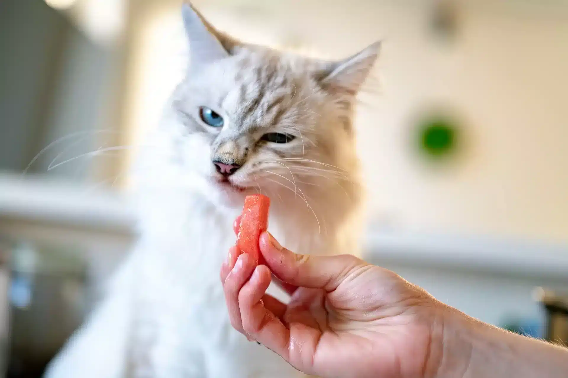 can cats eat watermelon