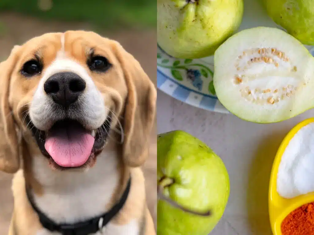 Can dogs eat guava