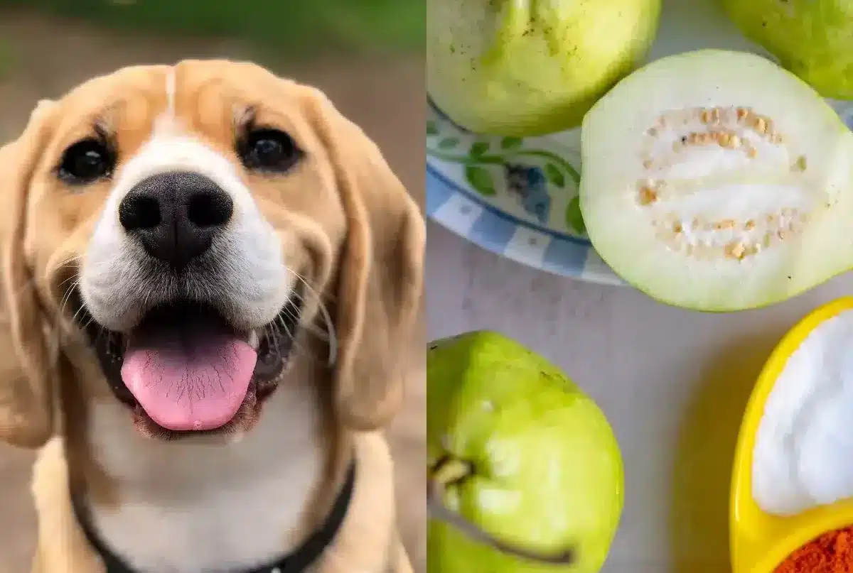 Can dogs eat guava