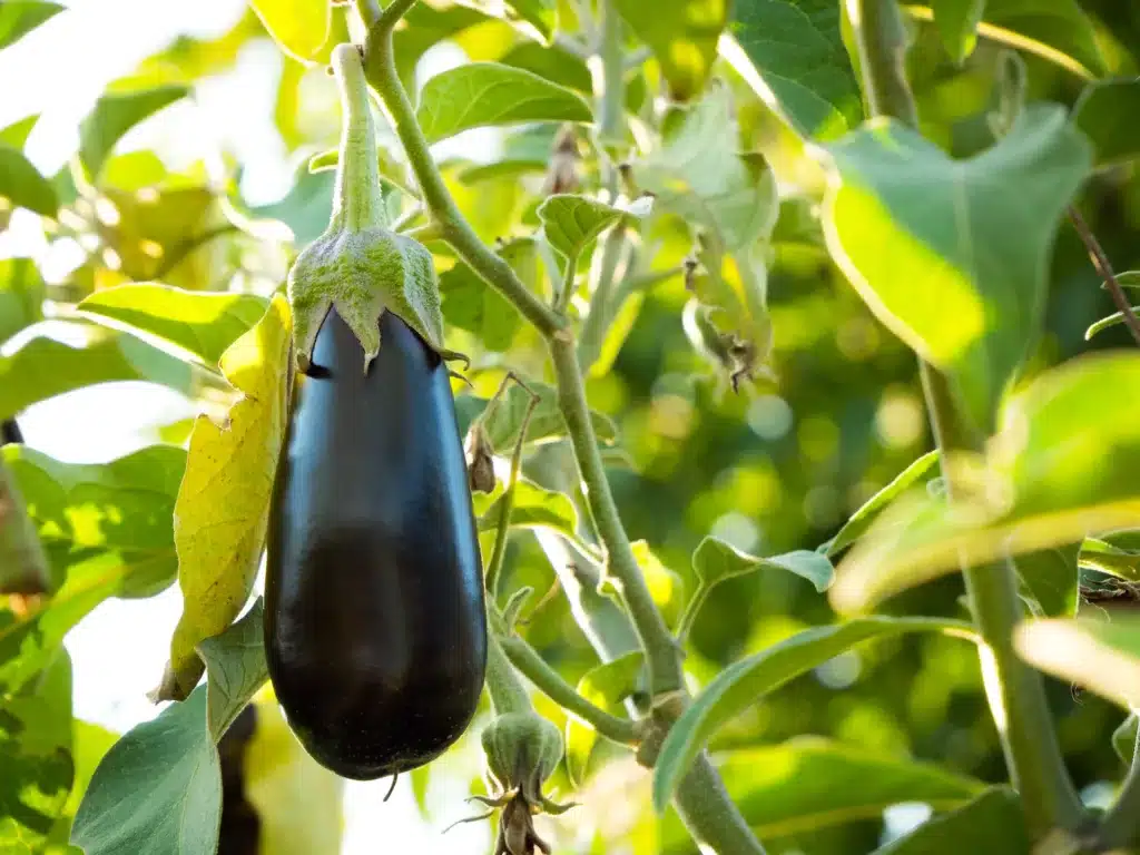 Can dogs eat eggplant