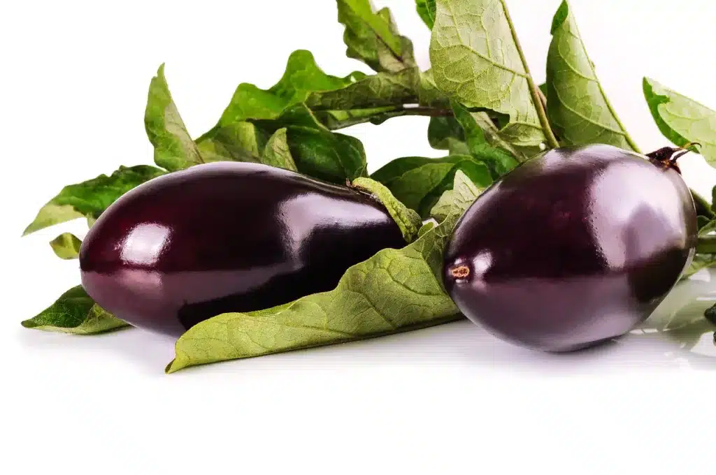 can dogs eat eggplant