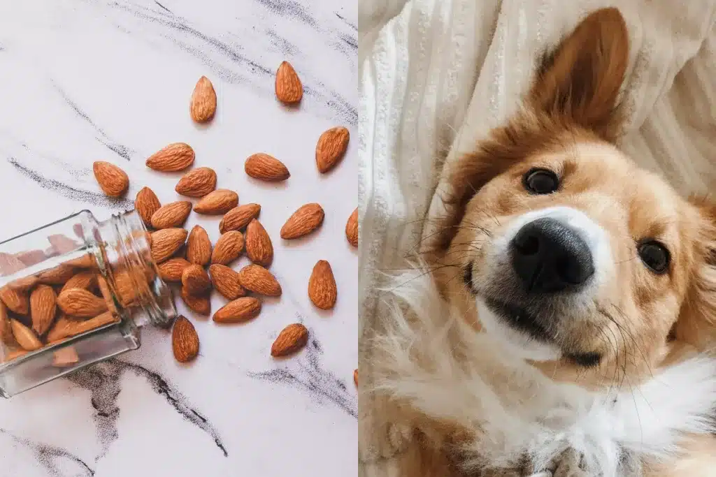 Can Dogs Eat Almond Butter?