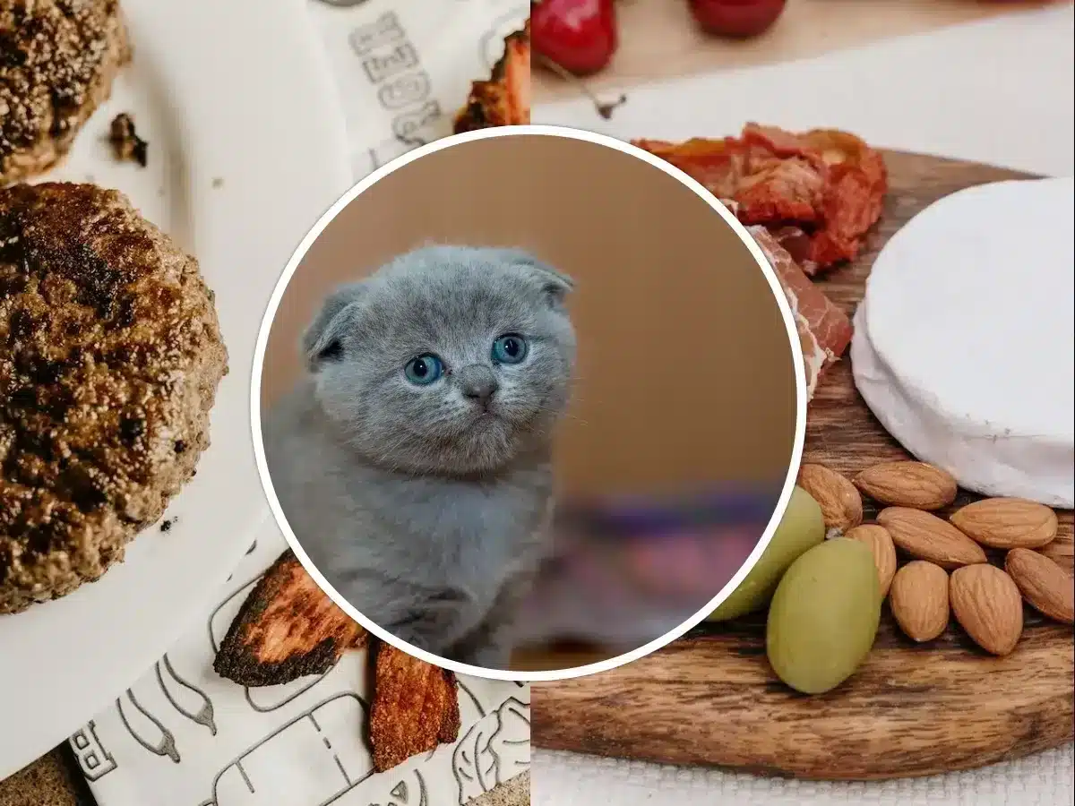 can cats eat bacon