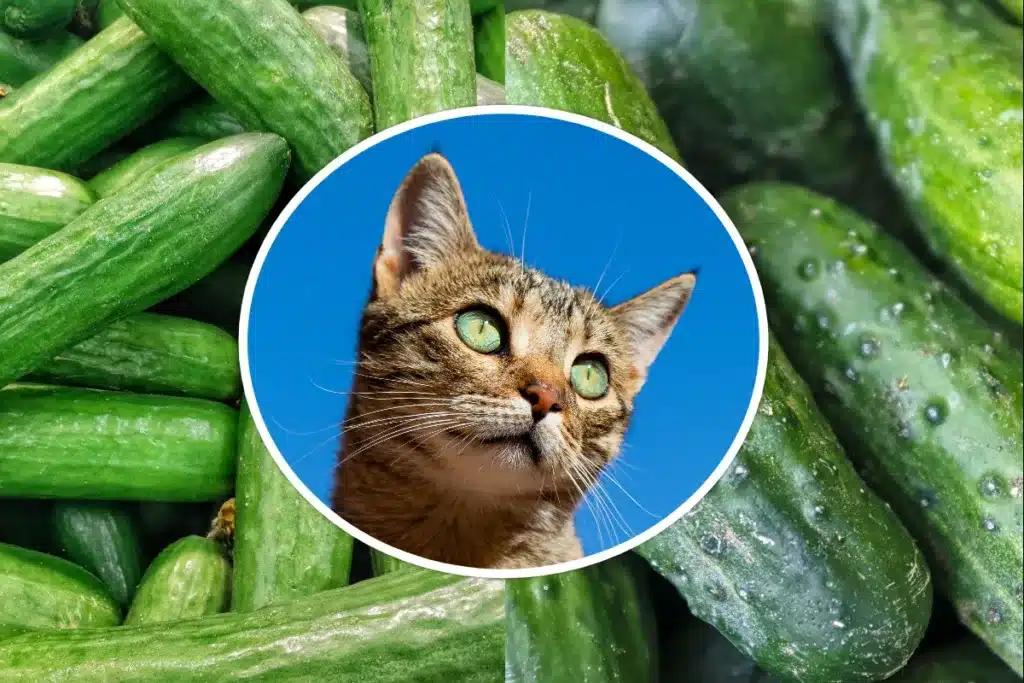 can cats eat cucumbers