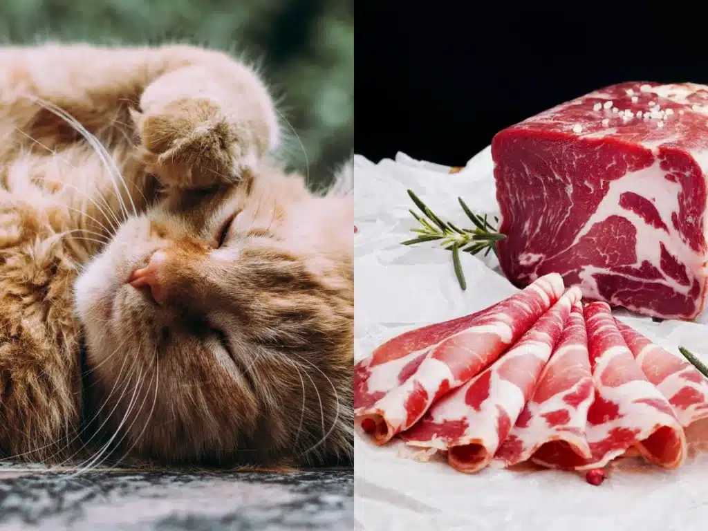 is pork safe for cats