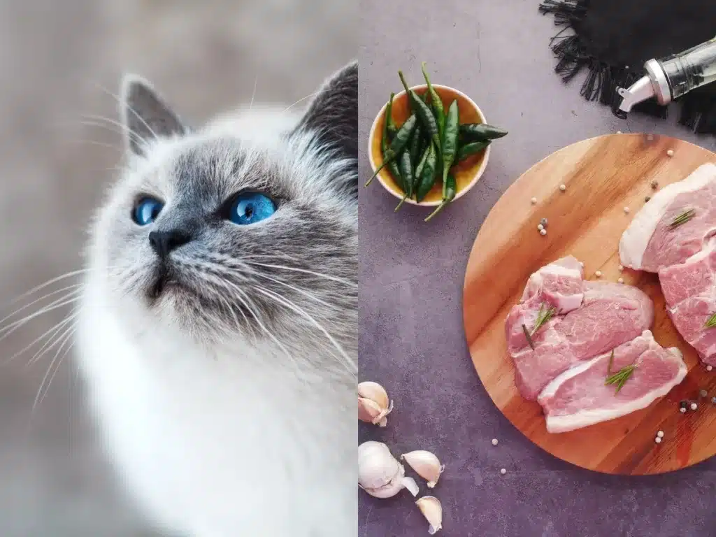 can cats eat pork