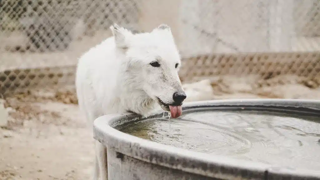 how long can a dog go without water