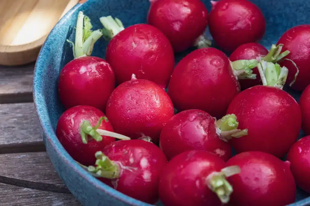 Can dogs eat Wild Radishes