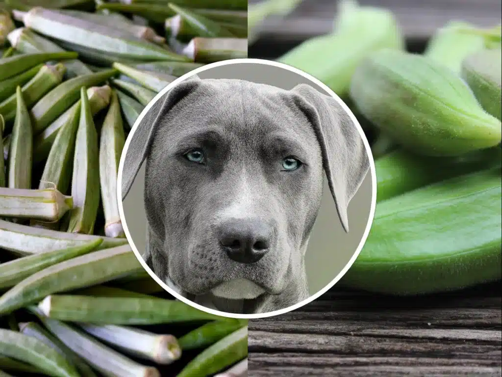 can dogs eat okra