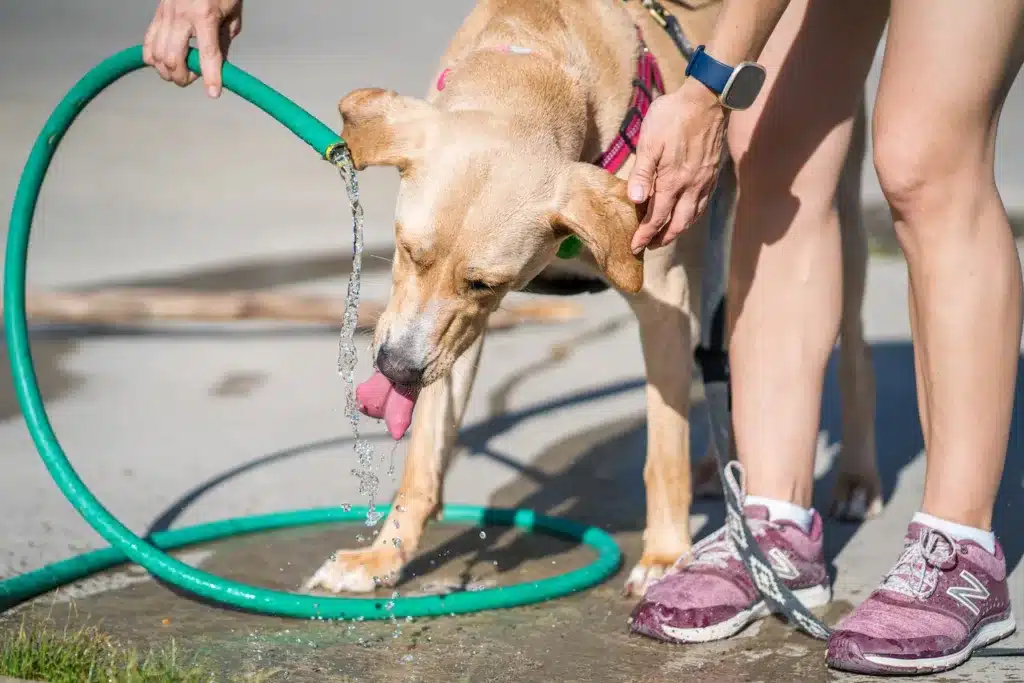 How long can a dog go without water