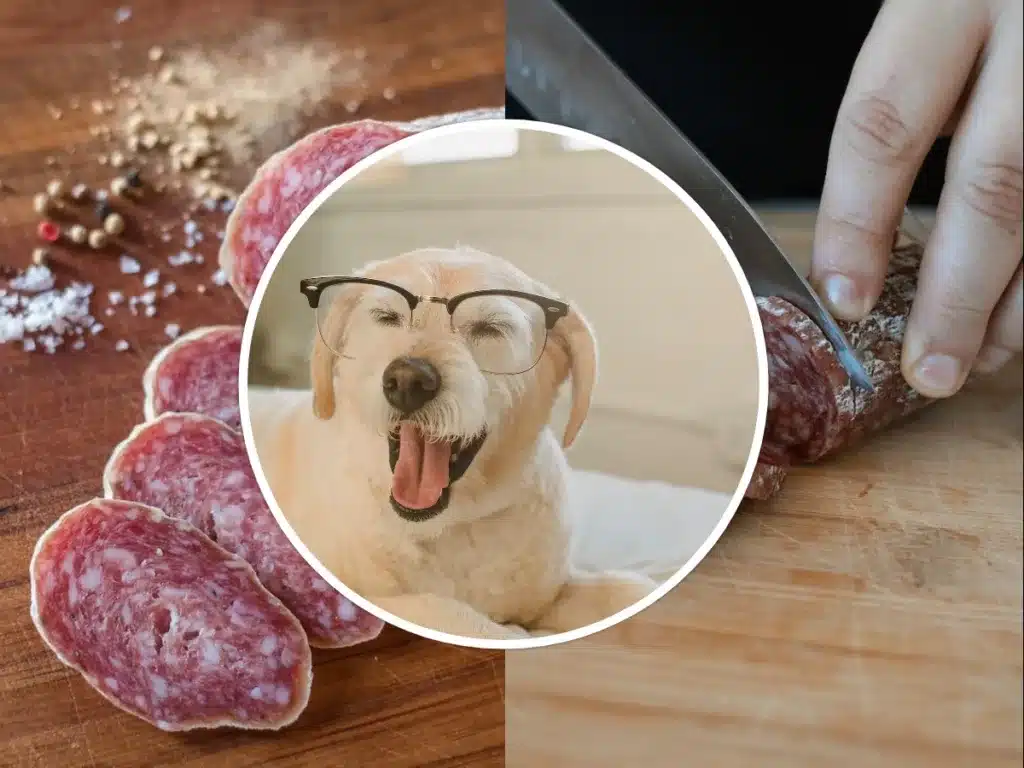 can dogs eat salami