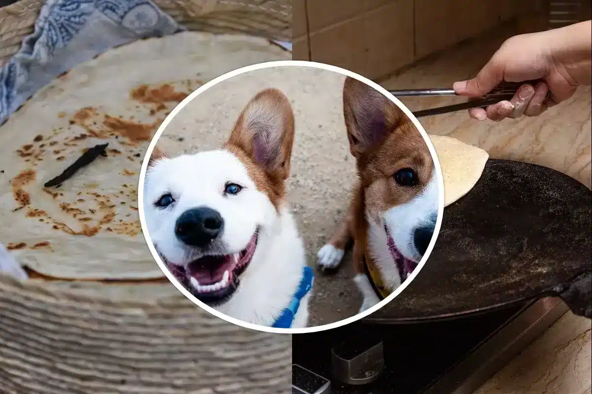 Can Dogs Eat Tortillas