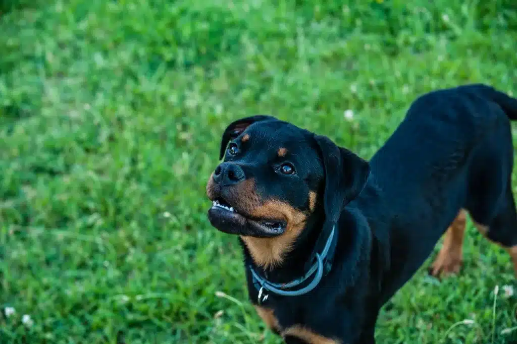 rotweiler