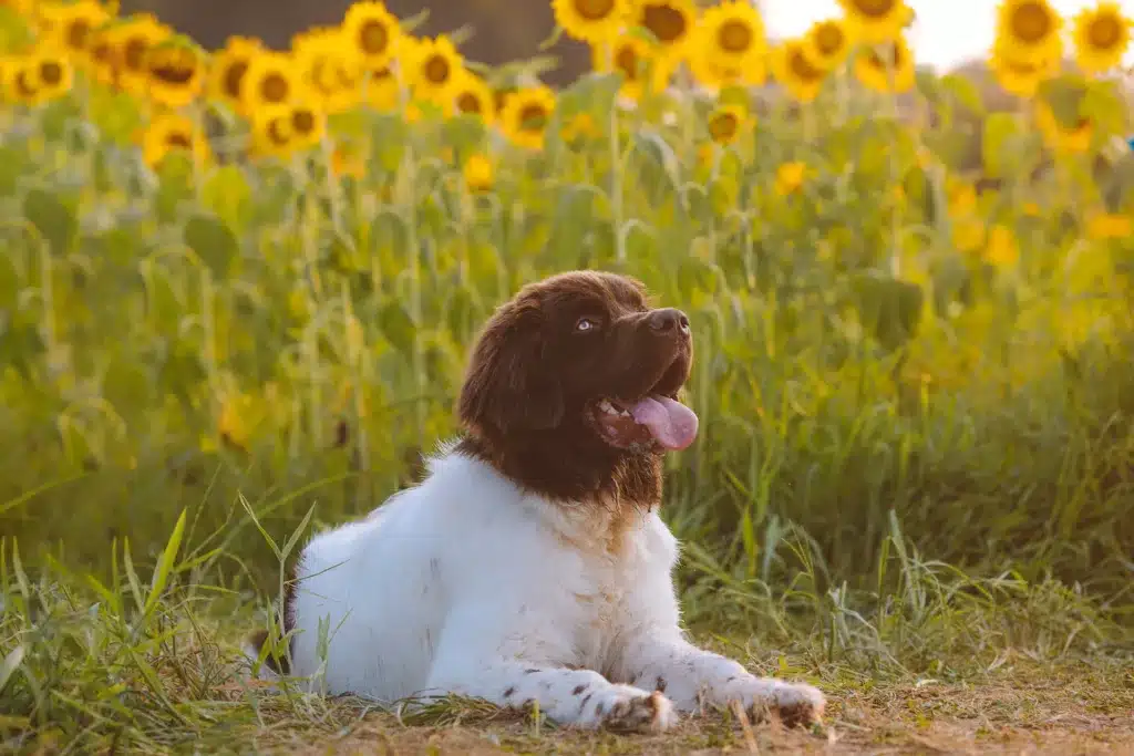 Beautiful Dogs