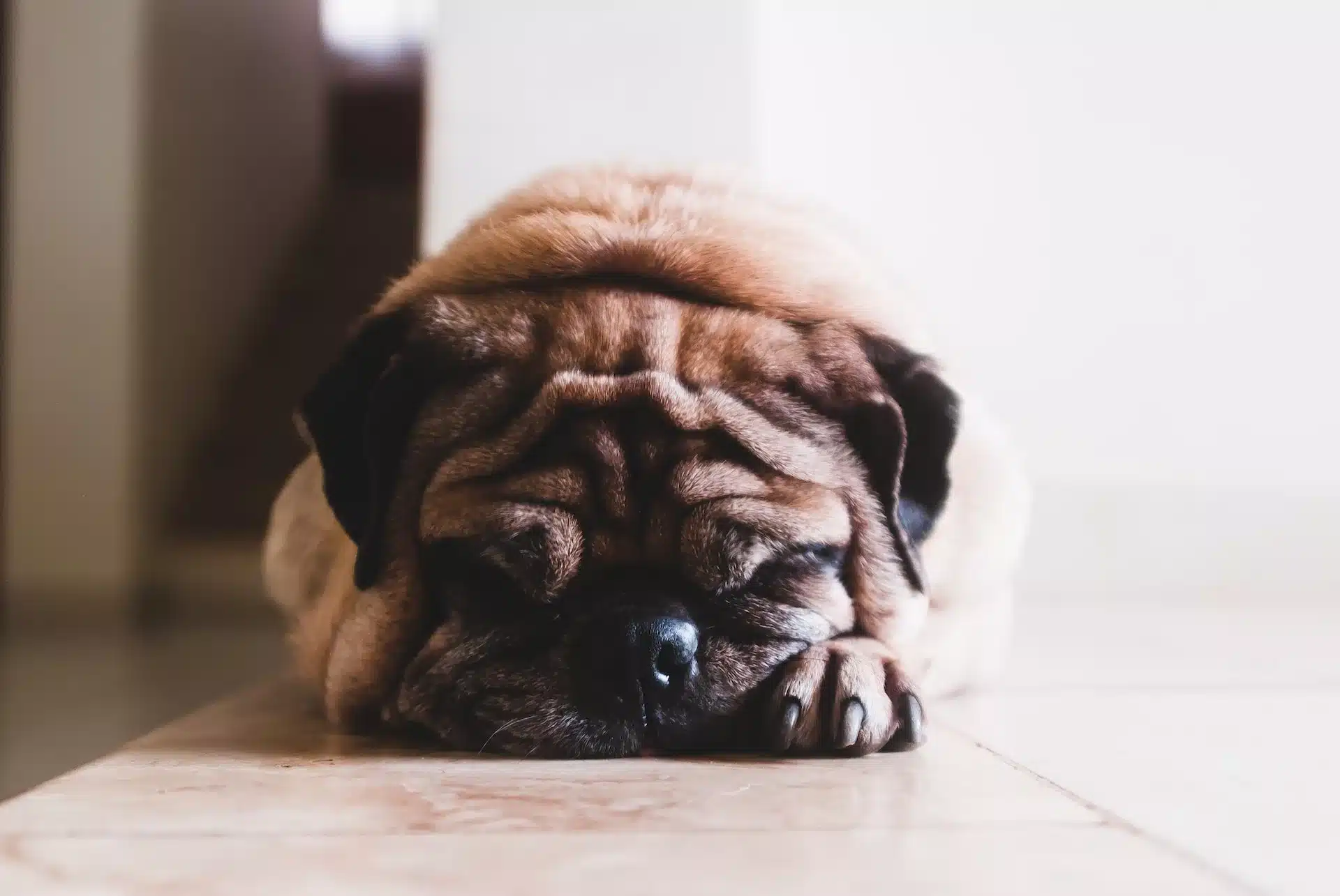 Can dogs be autistic