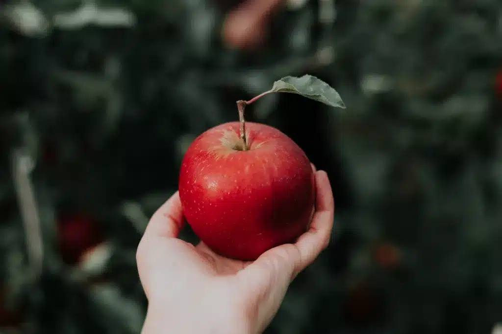 are apples good for dogs