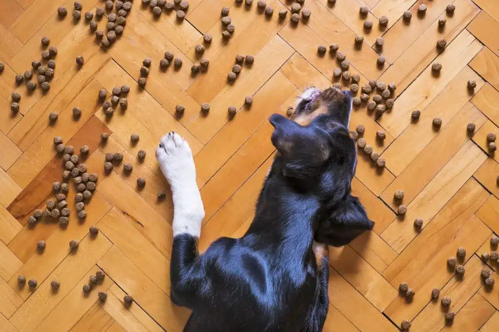 Can dogs eat chickpeas? Is chickpeas safe for dogs?