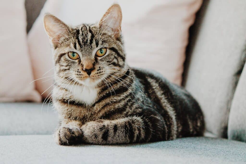 How do cats become infected with parvovirus, 
selective focus photo of gray tabby cat