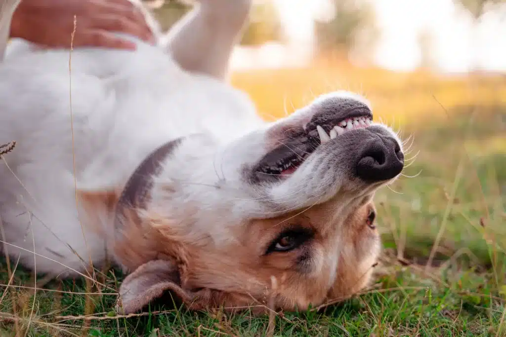 Why do dogs like belly rubs?