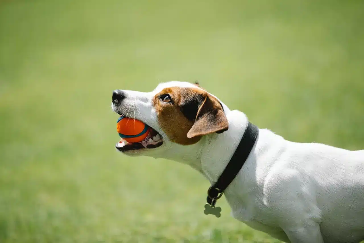 why do dogs love tennis balls