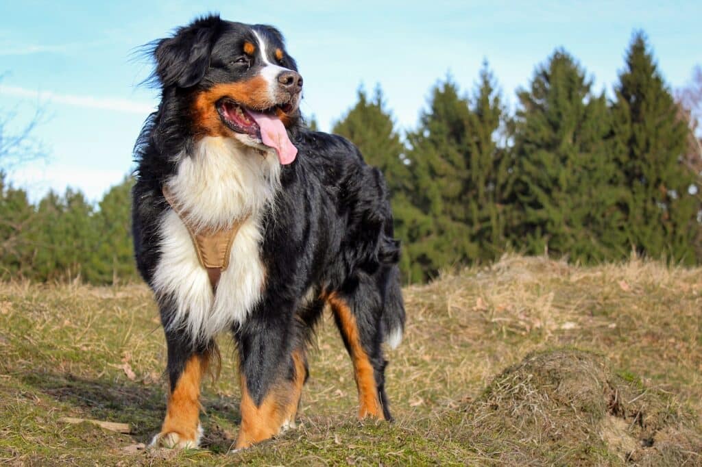 How to know if the dog has fleas? Saint Bernard dog across pine trees during daytime