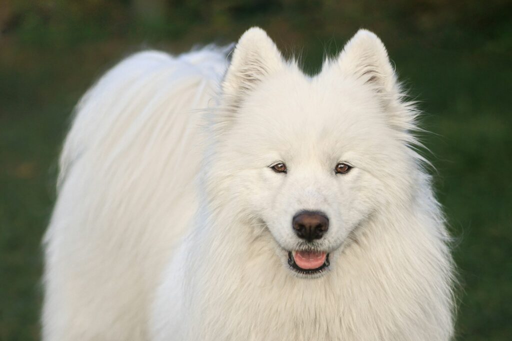 Siberian Samoyed