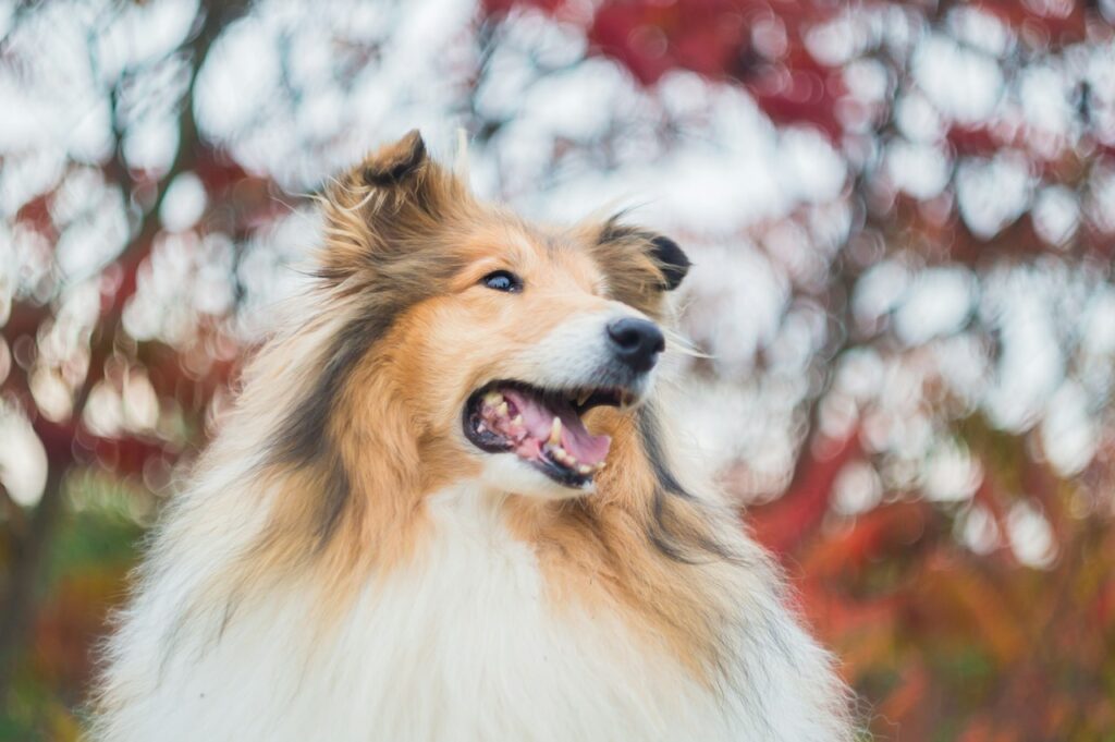 brown white and black rough collie best dog breeds