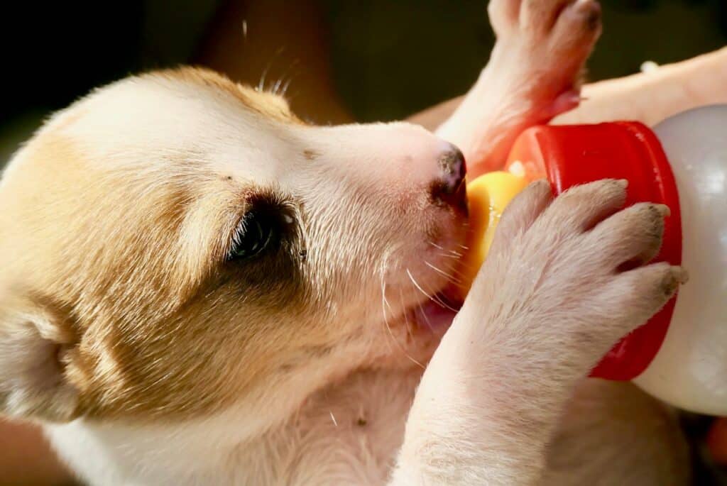 Baby dog drinking milk best sale