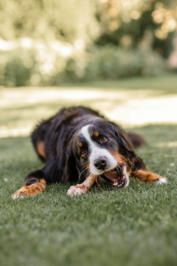 berner dog