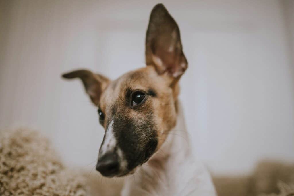 closeup photography of brown and white dog