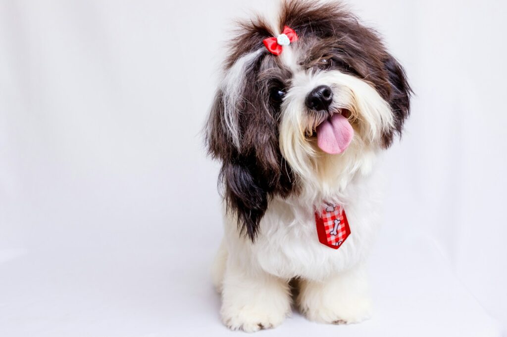 Shih-Tzu