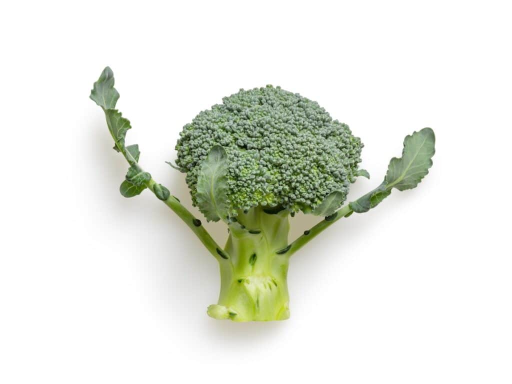 green broccoli on white background