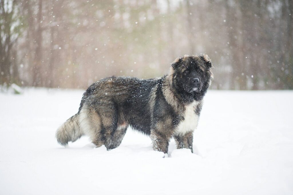 black and white short coated dog on snow covered ground during daytime