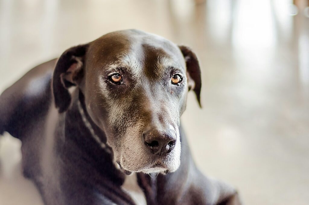 black short coat large dog