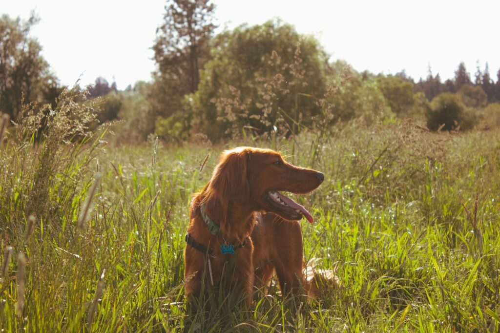 Irish Red Setter