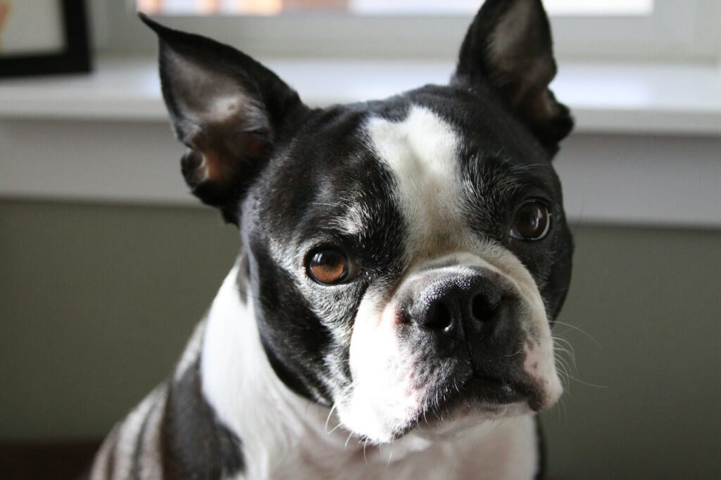 Boston Terrier