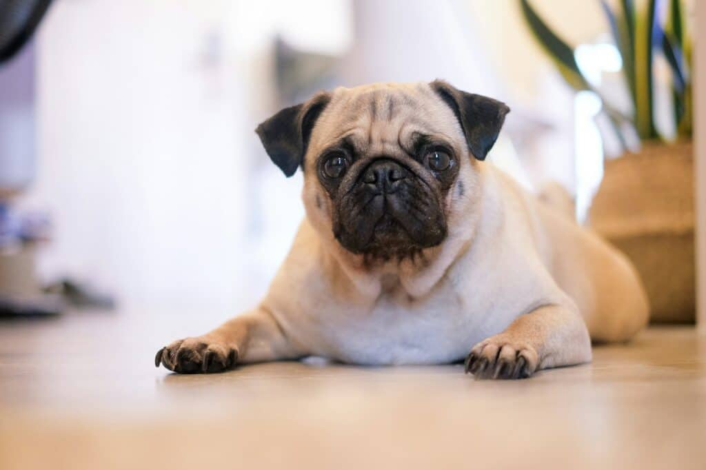 shallow focus photography of fawn pug dog