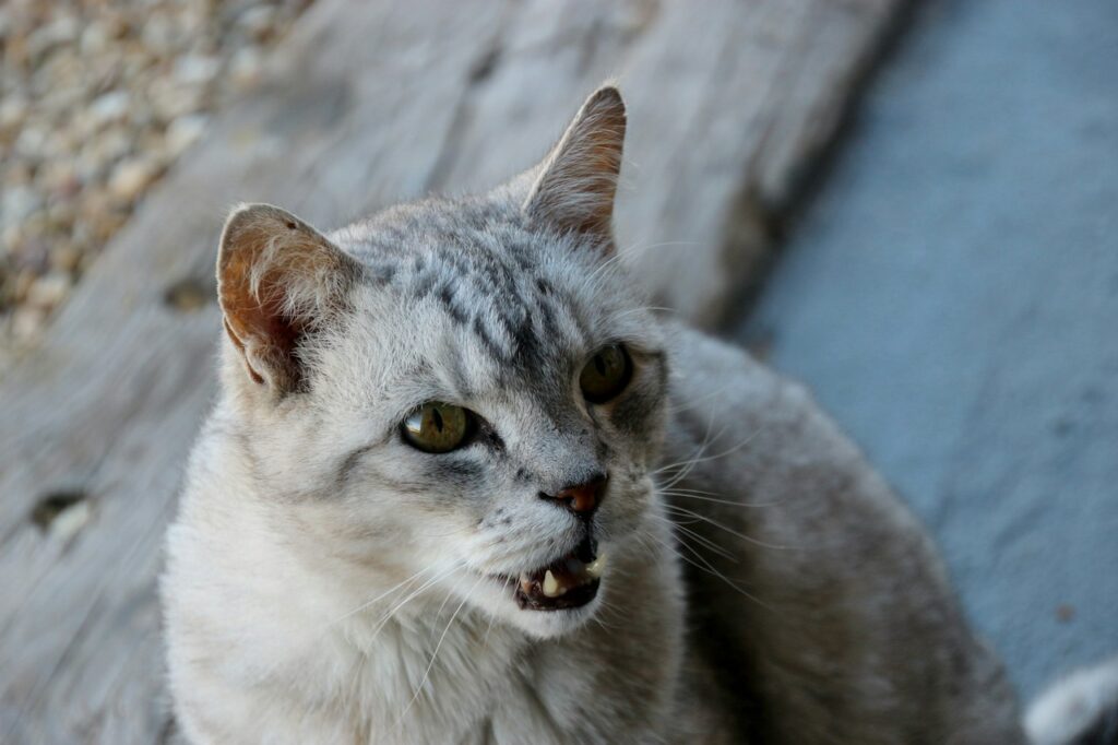 white and gray cat on brown wooden surface