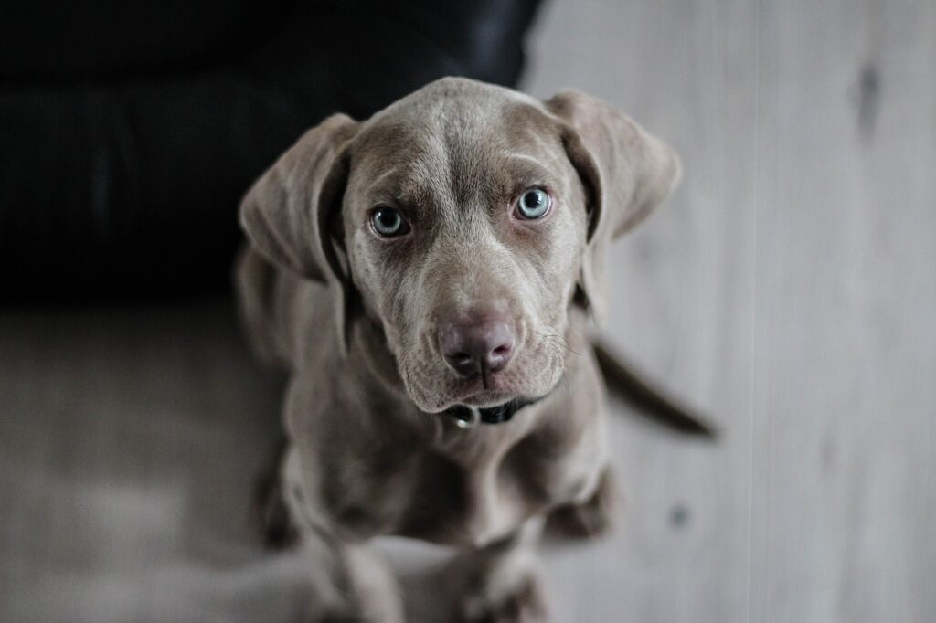 weimaraner, puppy, dog