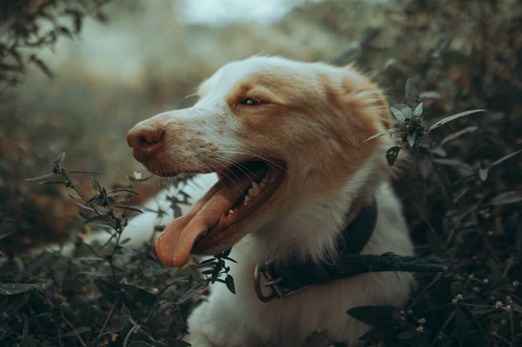 A dog with its tongue out in the grass