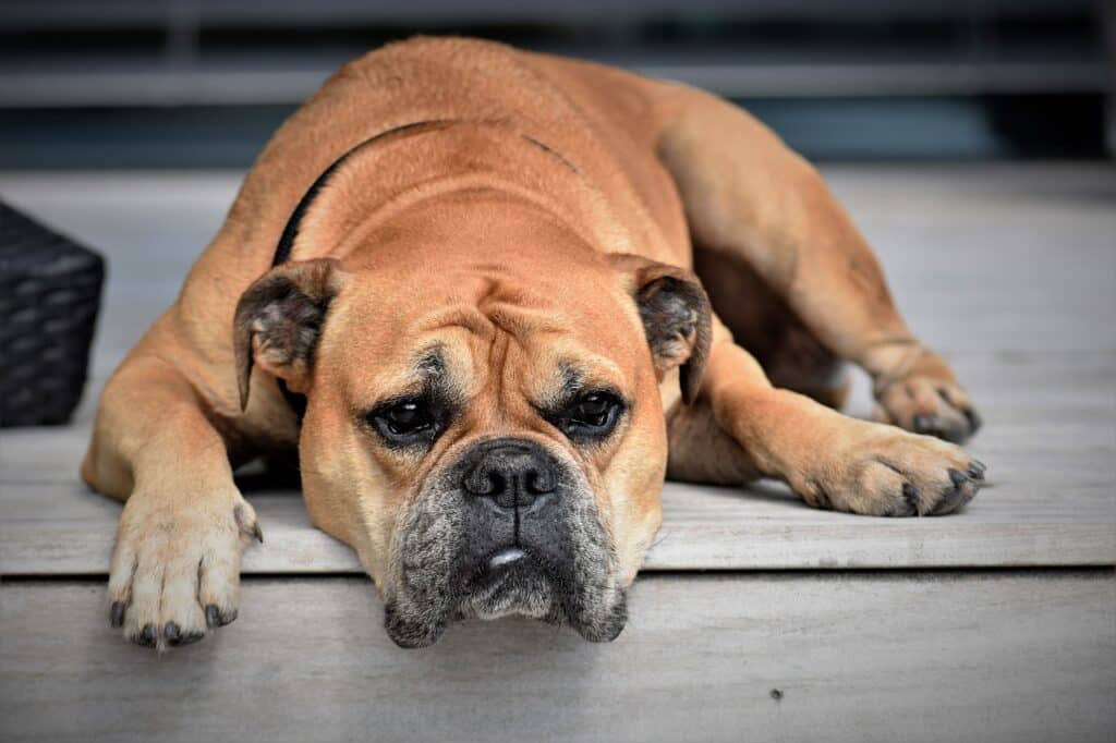 continental bulldog, dog, nature