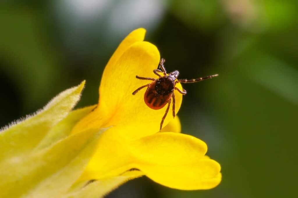 Macro Photography of Insect in Yellow Flower