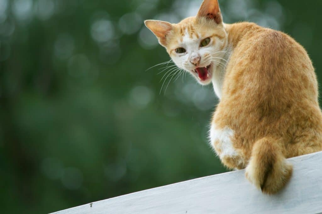 a cat with its mouth open