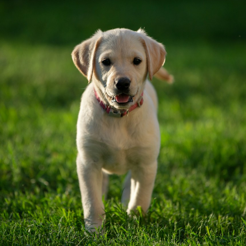 yellow Labrador retriever puppy